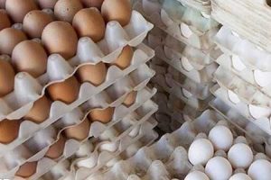 خرید تخم مرغ هم کم شده است