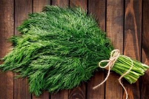 آشنایی با فواید شگفت انگیز «شوید»