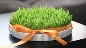 بهترین موقع برای کاشت سبزه عید چه زمانی است؟