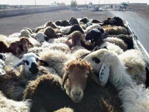 توقیف کامیون حامل دام قاچاق در آزادراه کرج – قزوین