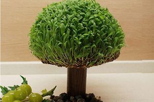 کاشت سبزه توپی به روشی آسان در خانه