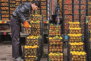 زیان ۲۰ میلیارد تومانی طمعکاران بازار میوه