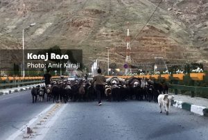 عبور گله گوسفندان از تونلی در جاده چالوس + عکس