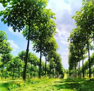 پائولونیا و مافیای چوب