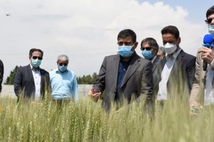 البرز در حوزه تولید بذرهای هیبریدی فعال است