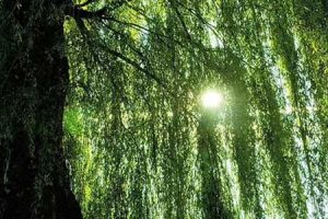 گرده درختان می‌تواند ویروس کرونا را پخش کند