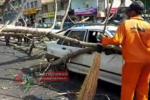 سقوط درخت خشکیده روی خودرو عبوری؛ کنارگذر طالقانی کرج