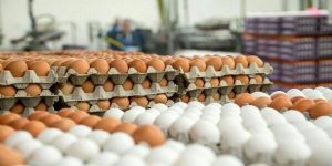 گرانی تخم مرغ در راه است؟