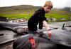کشتن صدها دلفین در دانمارک و کشتن هزاران مار در آمریکا + عکس و فیلم