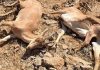 تلفات طاعون نشخوارکنندگان کوچک در البرز به ۲۶ راس رسید