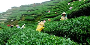 ایران طلب نفتی خود را از سریلانکا با چای صاف می کند