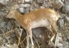 طاعون نشخوارکنندگان برای انسان خطری ندارد