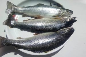 ۶ خوردنی که موجب بهبود خلق ‌و خو می‌شوند