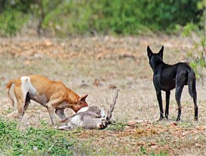 کشتار حیات‌ وحش توسط سگ های ولگرد