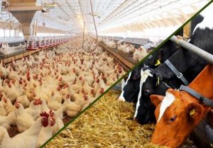 برخورد جدی با خروج غیرقانونی هرگونه نهاده دامی از چرخه تولید البرز