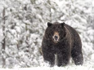 تلف شدن خرس قهوه ای در جاده چالوس