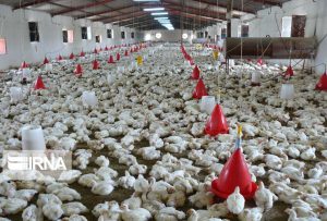 راه اندازی مزارع گسترده تولید مرغ گوشتی در برنامه کاری البرز