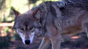 گرگ ها یک الاغ را در روستایی در کرج دریدند + عکس