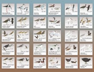 دفترچه و تابلوی راهنمای پرندگان تالاب صالحیه منتشر شد