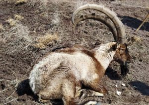 سومین موج شیوع طاعون نشخوار کنندگان کوچک در البرز