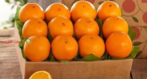 حمل و ذخیره سازی پرتقال تامسون عید نوروز در البرز آغاز شد