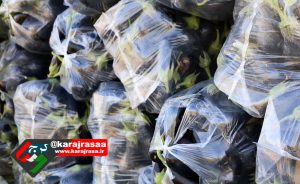 کشف تریاک در پوشش محموله بادمجان