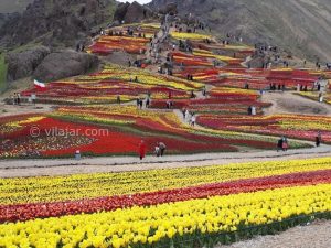 جشنواره لاله های آسارا برگزار می‌شود
