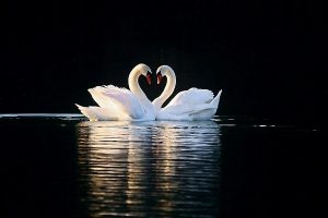 ۳ پرنده ای که تمام عمر به جفت خود وفا دارند + عکس