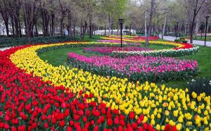 دومین جشنواره لاله های آسارا
