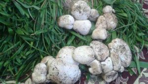 ۲ دستگاه وانت نیسان حامل سبزی های کوهی در طالقان توقیف شدند