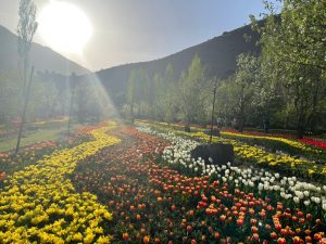 کوهپایه های البرز با لاله های رنگین چهره ای زیبا به خود گرفت