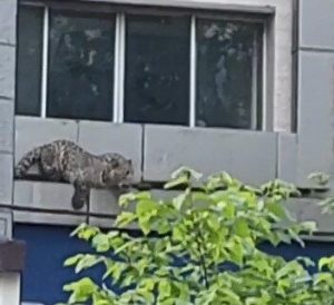 تصاویر لحظه ورود پلنگ به خیابان‌های قائمشهر؛ وحشت مردم