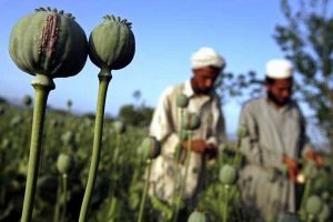 رئیس طالبان کشت مواد مخدر را ممنوع کرد