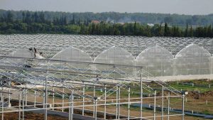 زمان صدور مجوز تأسیس گلخانه در ساوجبلاغ کاهش یافت