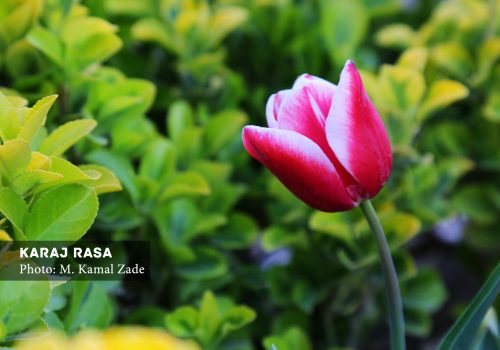 هشتمین جشنواره لاله ها در کرج