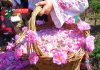نخستین جشنواره گلاب گیری در کرج برگزار می‌شود