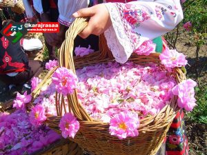 نخستین جشنواره گلاب گیری در کرج برگزار می‌شود