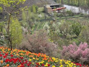 به مهمانی لاله های آسارا دعوتید