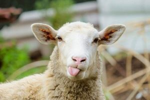 فیلم؛ چرای گوسفندان در خیابان دانشکده