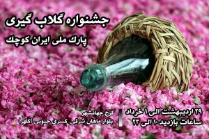 آغاز جشنواره گلاب گیری در ایران کوچک