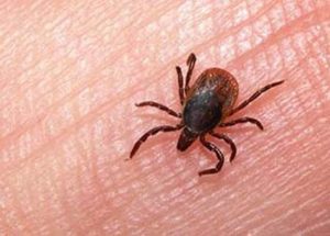 مقابله پیشگیرانه با تب کریمه کنگو در البرز آغاز شد