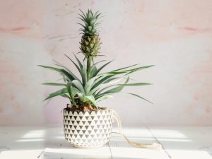 راحت ترین روش پرورش آناناس در خانه + آموزش تصویری