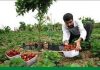 کسب و کارهای اشتغال آفرین در روستاهای البرز حمایت می شوند