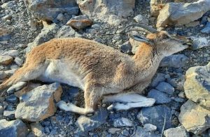 دستگاه های اجرایی البرز برای مهار طاعون نشخوارکنندگان اقدام کنند