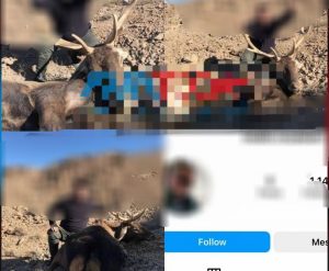 شکار غیر مجاز گوزن کمیاب در ارتفاعات البرز تکذیب شد