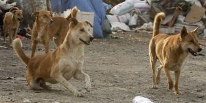 پراکندگی سگ های ولگرد در البرز به یک بحران تبدیل شده است