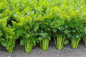 استفاده از کود آلی، تولید کرفس را در کرج ۳۰ درصد افزایش داد