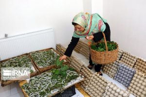 طرح  اشتغال خانگی در محلات البرز به اجرا در آمد 