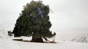 درختان کهنسال و تاریخی البرز تحت مراقبت ویژه قرار گرفتند