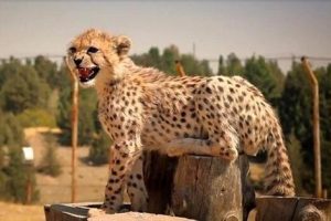 افشای سند دکتر پیتر کالدول از بیماری «پیروز» / چرا به مردم امید بیهوده دادید؟